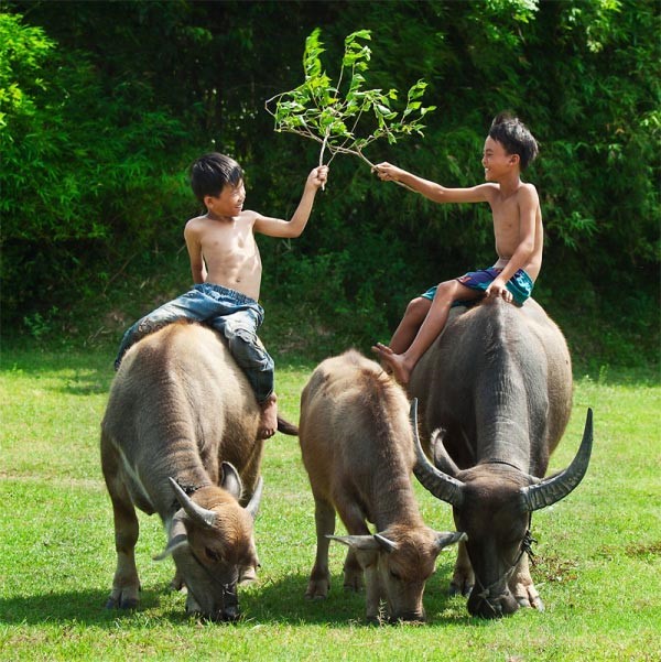 H&amp;igrave;nh tượng con Tr&amp;acirc;u gắn liền với cuộc sống của người d&amp;acirc;n v&amp;ugrave;ng l&amp;agrave;ng qu&amp;ecirc;
