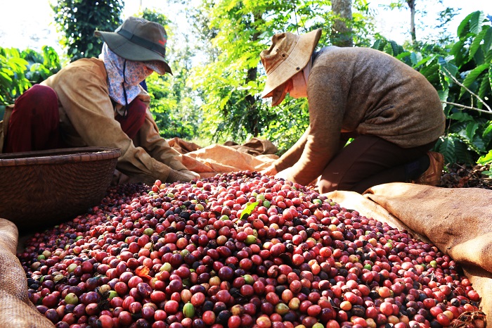 Cần ph&amp;aacute;t triển ng&amp;agrave;nh c&amp;agrave; ph&amp;ecirc; Việt Nam theo hướng chuỗi gi&amp;aacute; trị, tăng cường kết nối sản xuất với thương mại, ph&amp;aacute;t triển thị trường xuất khẩu, ph&amp;aacute;t triển sản phẩm gắn với x&amp;acirc;y dựng thương hiệu.