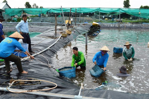 Ph&amp;aacute;t triển nu&amp;ocirc;i t&amp;ocirc;m nước lợ ở Ki&amp;ecirc;n Giang