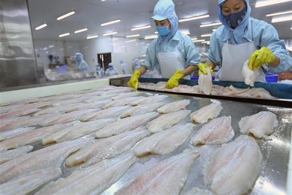 Xuất khẩu cá da trơn sang Campuchia đóng góp tốt cho việc phát triển thương mại ở khu vực biên giới giữa hai nước Xuất khẩu cá da trơn sang Campuchia đóng góp tốt cho việc phát triển thương mại ở khu vực biên giới giữa hai nước