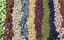 Nhu cầu lương thực thế giới đẩy giá tăng cao dịp đầu năm