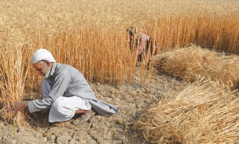 Canh t&amp;aacute;c l&amp;uacute;a tại Pakistan