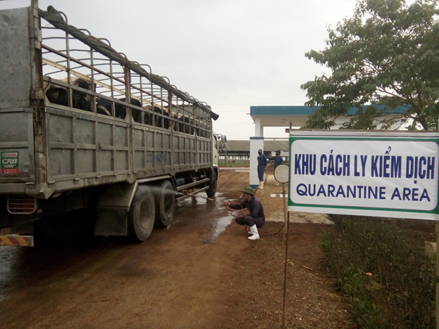 B&amp;ograve; được đưa về khu c&amp;aacute;ch ly kiểm dịch để theo d&amp;otilde;i t&amp;igrave;nh trạng sức khỏe trong 45 ng&amp;agrave;y trước khi nhập đ&amp;agrave;n ch&amp;iacute;nh thức tại c&amp;aacute;c trang trại b&amp;ograve; sữa của TH.