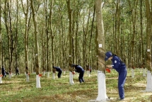 Quý IV/2021, lãi ròng của Đầu tư Cao su Đắk Lắk đi lùi