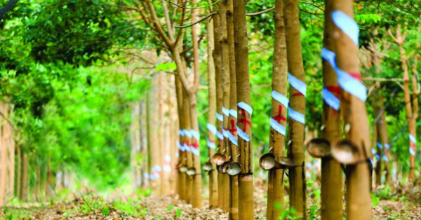 Cao su Phước Hòa nhận quyết định thu hồi đất để thực hiện dự án VSIP III