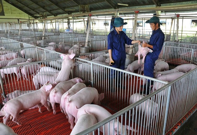 Gi&amp;aacute; lợn hơi vẫn ổn định dịp cận Tết Nguy&amp;ecirc;n đ&amp;aacute;n 2022. Ảnh minh họa