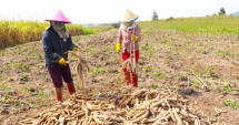 Nhu cầu nhập khẩu sắn Việt lớn của Trung Quốc trong 2022