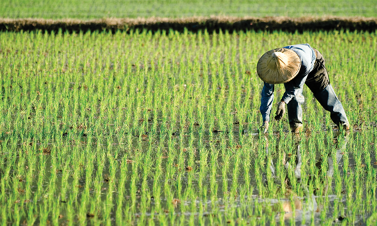 Canh t&amp;aacute;c l&amp;uacute;a nước tại Trung Quốc