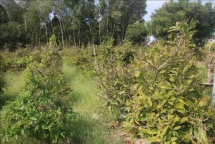 Người trồng mai lo ngay ngáy thất thu vụ Tết