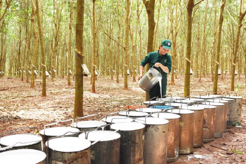 Xuất khẩu cao su thi&amp;ecirc;n nhi&amp;ecirc;n c&amp;ograve;n nhiều kh&amp;oacute; khăn qu&amp;yacute; đầu năm 2023