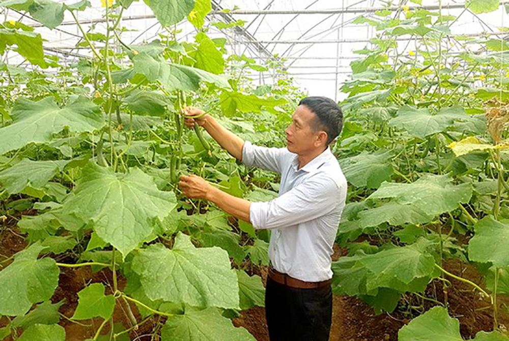 HTX rau, củ, quả sạch Mạnh Li&amp;ecirc;n, khu 5, x&amp;atilde; Hương Nộn ti&amp;ecirc;n phong ứng dụng KHKT v&amp;agrave;o sản xuất