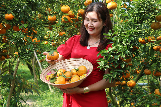Kh&amp;ocirc;ng chỉ l&amp;agrave; loại tr&amp;aacute;i c&amp;acirc;y được ưa chuộng chưng v&amp;agrave;o dịp Tết, qu&amp;yacute;t hồng c&amp;ograve;n hấp dẫn kh&amp;aacute;ch phương xa bởi m&amp;agrave;u sắc bắt mắt