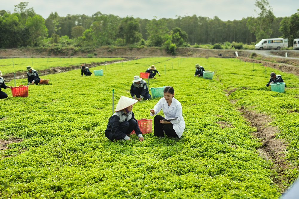 C&amp;aacute;c kỹ sư tiến h&amp;agrave;nh đ&amp;aacute;nh gi&amp;aacute; định kỳ chất lượng v&amp;agrave; hướng dẫn cho b&amp;agrave; con n&amp;ocirc;ng d&amp;acirc;n kỹ thuật  trồng rau m&amp;aacute; chuẩn VietGAP.