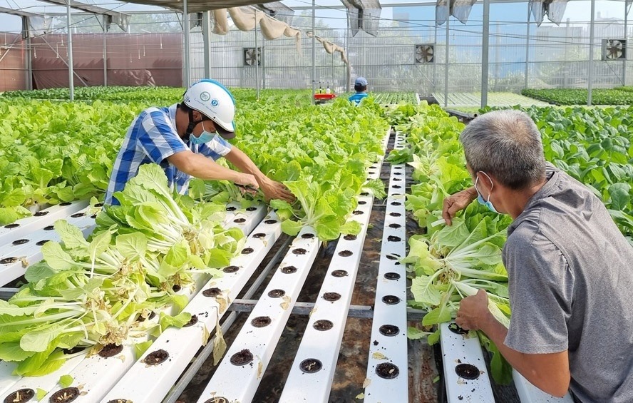 Phấn đấu đến hết năm 2025, cả nước c&amp;oacute; tr&amp;ecirc;n 3.000 hợp t&amp;aacute;c x&amp;atilde; ứng dụng c&amp;ocirc;ng nghệ cao v&amp;agrave;o sản xuất v&amp;agrave; ti&amp;ecirc;u thụ n&amp;ocirc;ng sản.