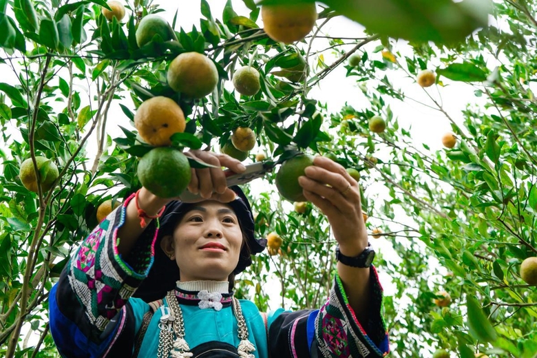 Người d&amp;acirc;n L&amp;agrave;o Cai thu hơn 100 tỷ đồng từ c&amp;acirc;y qu&amp;yacute;t