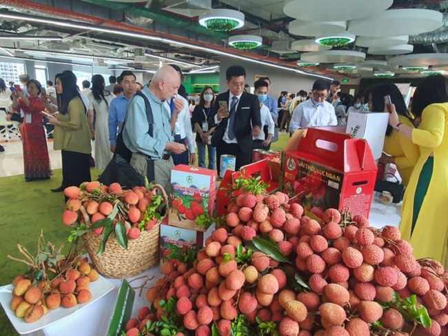 Vải thiều Bắc Giang đ&amp;atilde; được xuất khẩu tới tr&amp;ecirc;n 30 quốc gia v&amp;agrave; v&amp;ugrave;ng l&amp;atilde;nh thổ