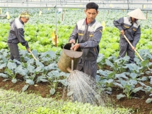 Triển khai các giải pháp hỗ trợ nông dân, phát triển nông nghiệp