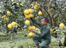 Hải Dương thu mua các sản phẩm OCOP của Phú Thọ