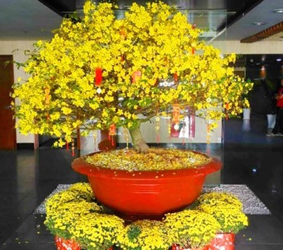 Hoa mai nở rộ m&amp;ugrave;ng 1 Tết, gia đ&amp;igrave;nh sẽ ăn n&amp;ecirc;n l&amp;agrave;m ra, ph&amp;uacute;c phần vượt trội, hoa c&amp;agrave;ng nở nhiều c&amp;aacute;nh th&amp;igrave; t&amp;agrave;i lộc c&amp;agrave;ng nhiều