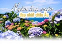 Ngắm hoa xuân đẹp nhất Châu Âu