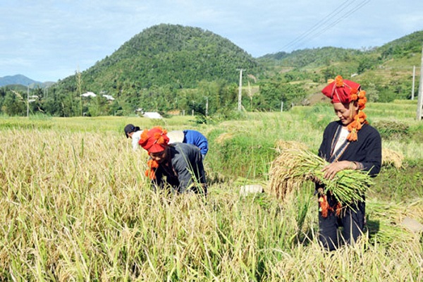 Với nhiệm vụ sản xuất đảm bảo an ninh lượng thực, tỉnh tập trung khai th&amp;aacute;c hợp l&amp;yacute; v&amp;agrave; hiệu quả đất trồng lương thực. Ảnh: Internet