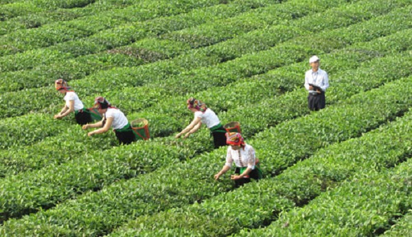 Với những lợi thế sẵn c&amp;oacute;, n&amp;ocirc;ng nghiệp Sơn La hướng tới tham gia chuỗi gi&amp;aacute; trị to&amp;agrave;n cầu  Ảnh: Internet