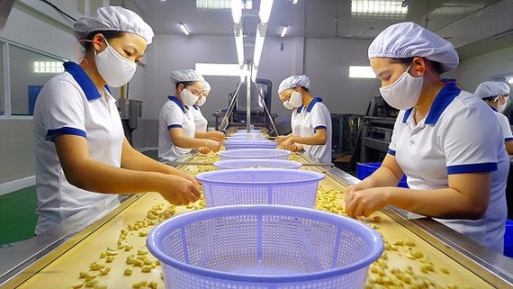 C&amp;ocirc;ng nh&amp;acirc;n kiểm tra hạt điều b&amp;oacute;c vỏ tại nh&amp;agrave; m&amp;aacute;y chế biến ở Việt Nam (Ảnh: SGGP).
