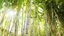 Triển vọng ngành mía đường Việt Nam trong năm 2021