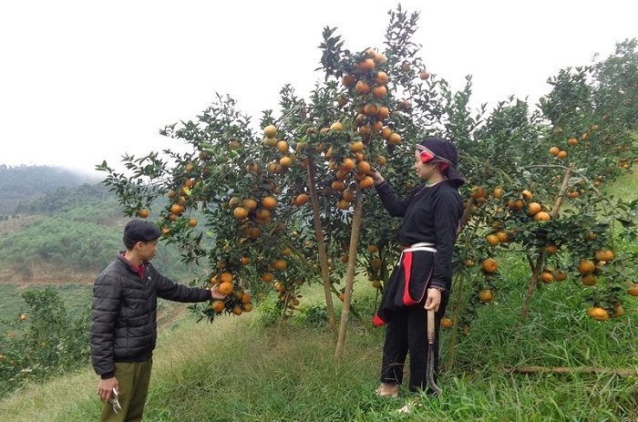 Cam s&amp;agrave;nh l&amp;agrave; c&amp;acirc;y ăn quả đặc sản của H&amp;agrave; Giang v&amp;agrave; được trồng tập trung tại 3 huyện Bắc Quang, Quang B&amp;igrave;nh v&amp;agrave; Vị Xuy&amp;ecirc;n. Ảnh: Internet