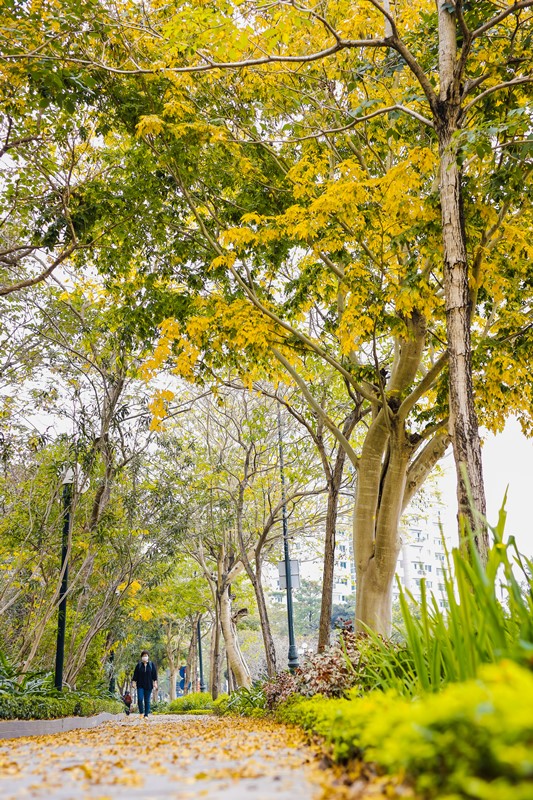 Những t&amp;aacute;n c&amp;acirc;y chuyển m&amp;agrave;u rớt xuống những thảm l&amp;aacute; v&amp;agrave;ng l&amp;atilde;ng mạn