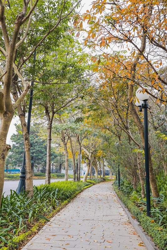 ) Những cung đường ngợp sắc l&amp;aacute; đỏ tựa như lạc v&amp;agrave;o trời T&amp;acirc;y