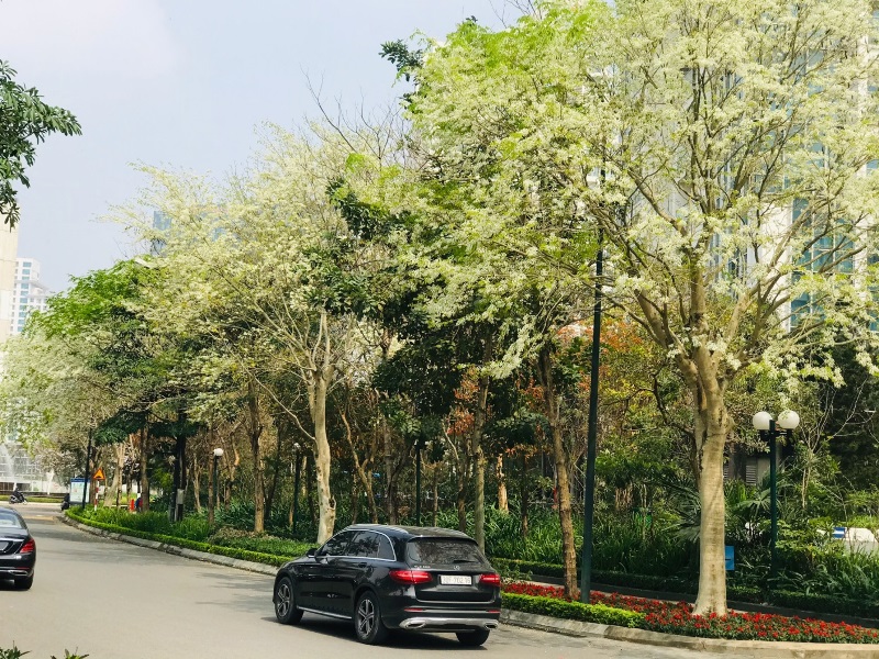 Một g&amp;oacute;c tinh kh&amp;ocirc;i của rặng Sưa khi bắt đầu đơm hoa.
