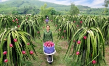 Tiếp tục triển khai chương trình OCOP 2021
