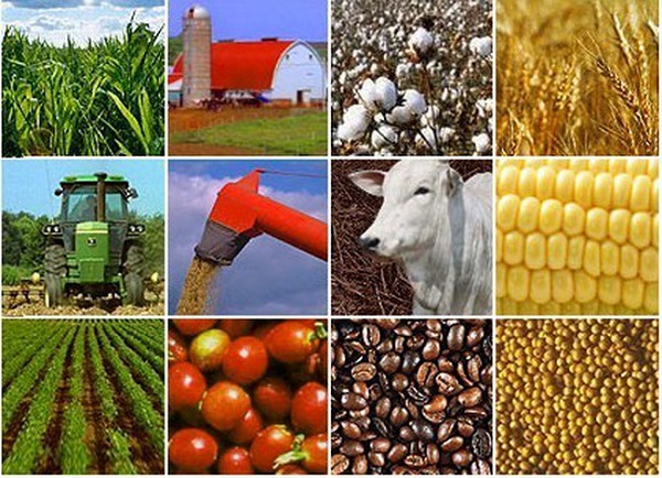 Đẩy mạnh li&amp;ecirc;n kết v&amp;ugrave;ng trong ph&amp;aacute;t triển sản xuất n&amp;ocirc;ng nghiệp bền vững giữa c&amp;aacute;c địa phương nhằm khai th&amp;aacute;c lợi thế, tiềm năng của mỗi v&amp;ugrave;ng v&amp;agrave; của từng địa phương