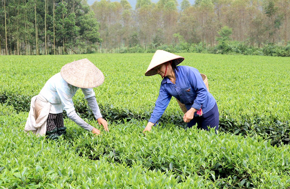 Hợp t&amp;aacute;c x&amp;atilde; sản xuất v&amp;agrave; chế biến ch&amp;egrave; Đ&amp;aacute; Hen, x&amp;atilde; Đồng Lương (huyện Cẩm Kh&amp;ecirc;)