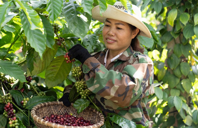Chương tr&amp;igrave;nh NESCAF&amp;Eacute; Plan g&amp;oacute;p phần cải thiện kinh &amp;hellip;&amp;ecirc; v&amp;agrave; n&amp;acirc;ng cao vai tr&amp;ograve; v&amp;agrave; vị thế của người phụ nữ_1