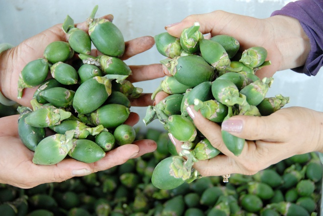 Cục Trồng trọt khuyến c&amp;aacute;o người d&amp;acirc;n kh&amp;ocirc;ng trồng cau ồ ạt