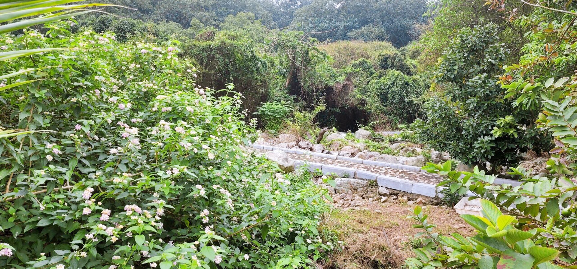 Rừng nguy&amp;ecirc;n sinh nhiều động vật hoang d&amp;atilde;