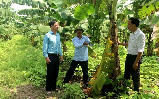 HTX trồng chuối an to&amp;agrave;n Ho&amp;agrave;ng Cương, x&amp;atilde; Ho&amp;agrave;ng Cương, huyện Thanh Ba
