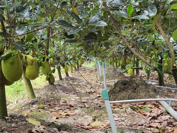 Đất l&amp;uacute;a chuyển sang trồng m&amp;iacute;t Th&amp;aacute;i ở Tiền Giang. Ảnh minh họa: Trung Ch&amp;aacute;nh