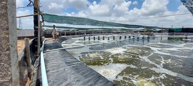 N&amp;ocirc;ng d&amp;acirc;n huyện B&amp;igrave;nh Đại, tỉnh Bến Tre ph&amp;aacute;t triển nu&amp;ocirc;i t&amp;ocirc;m c&amp;ocirc;ng nghệ cao. (Ảnh: C&amp;ocirc;ng Tr&amp;iacute;/TTXVN)