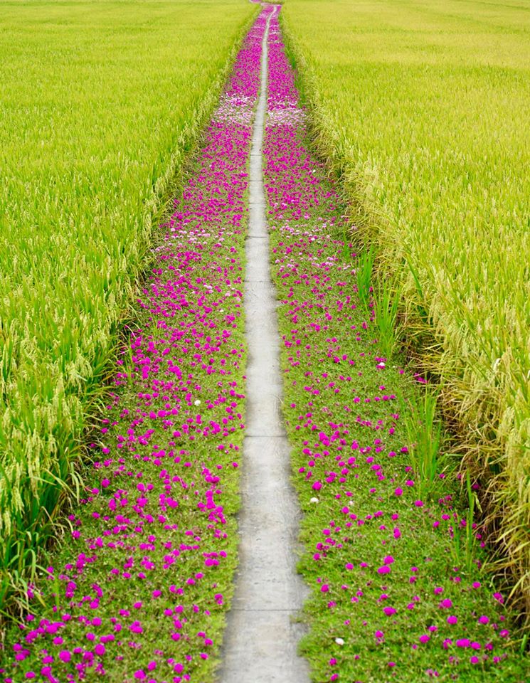 Tỉnh đăng k&amp;yacute; tham gia thực hiện Đề &amp;aacute;n với 30.000 ha l&amp;uacute;a.