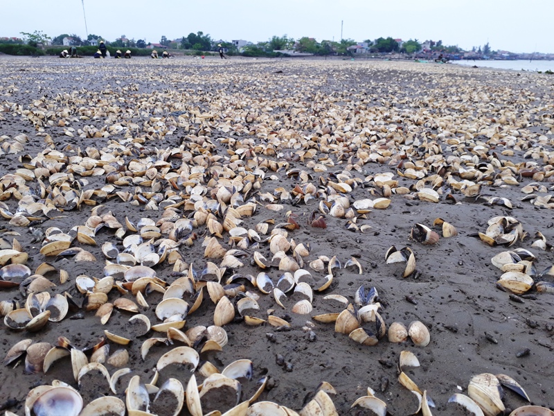 Hà Tĩnh ứng phó với tình trạng ngao chết hàng loạt Hà Tĩnh ứng phó với tình trạng ngao chết hàng loạt