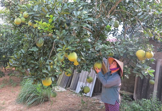 C&amp;acirc;y bưởi được cấp m&amp;atilde; số v&amp;ugrave;ng trồng với diện t&amp;iacute;ch 96,7 ha, thuộc c&amp;aacute;c x&amp;atilde; Đồng Thịnh, Ph&amp;uacute;c Kh&amp;aacute;nh, Xu&amp;acirc;n Thuỷ (huyện Y&amp;ecirc;n Lập)