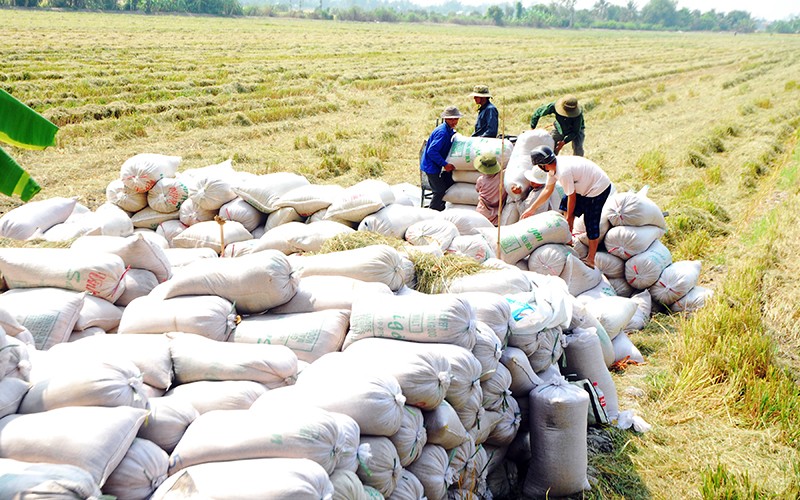 N&amp;ocirc;ng d&amp;acirc;n x&amp;atilde; Thạnh Nhựt, huyện G&amp;ograve; C&amp;ocirc;ng T&amp;acirc;y (Tiền Giang) vận chuyển l&amp;uacute;a l&amp;ecirc;n bờ chờ thương l&amp;aacute;i đến thu mua.