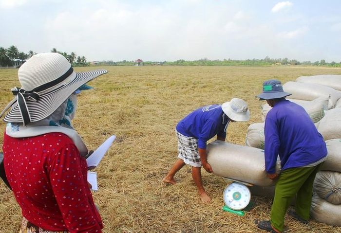 Thương l&amp;aacute;i đến tận ruộng thu mua l&amp;uacute;a cho nh&amp;acirc;n d&amp;acirc;n tại x&amp;atilde; Ph&amp;uacute; Nhuận, huyện Cai Lậy, tỉnh Tiền Giang.