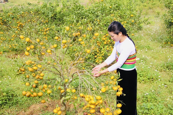 Cao Sơn v&amp;agrave;o Tết cũng l&amp;agrave; m&amp;ugrave;a ch&amp;iacute;n v&amp;agrave;ng của c&amp;aacute;c loại cam, qu&amp;yacute;t