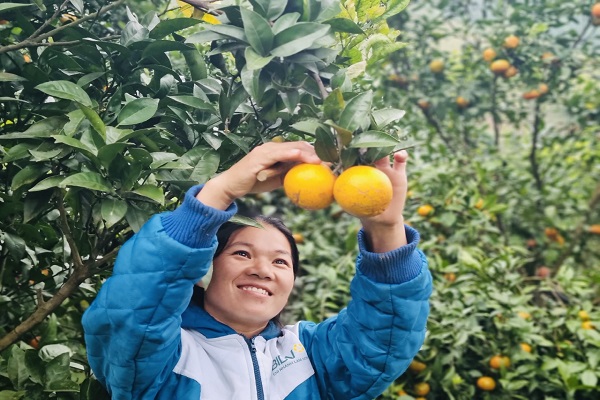 Kh&amp;iacute; hậu v&amp;agrave; thổ nhưỡng kh&amp;aacute;c biệt đang mang đến cho Cao Sơn nhiều hoa thơm, tr&amp;aacute;i ngọt