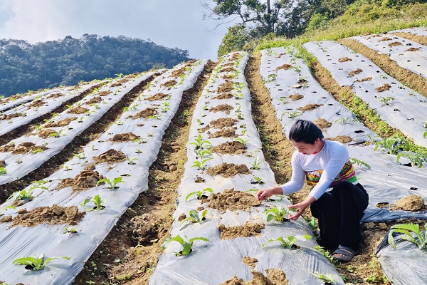 Chị H&amp;agrave; Thị Nhớ b&amp;ecirc;n ngọn đồi atiso mới được trồng