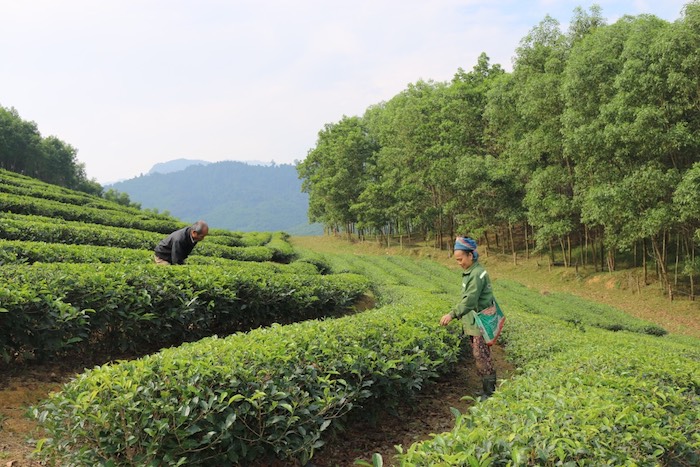 Nhũng đồi ch&amp;egrave; xanh mơn man của người d&amp;acirc;n x&amp;atilde; Ngọc L&amp;acirc;m mang lại hiệu quả kinh tế cao